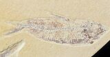 Multiple Knightia Fossil Fish Plate - x #42427-1